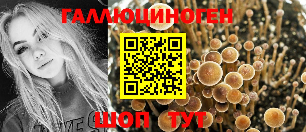 Лесной  Псилоцибиновые грибы Psilocybine cubensis  Галлюциногенные грибы Magic Shrooms  Вход с VPN 